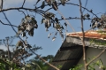 grenada, caribbean, west indie-141